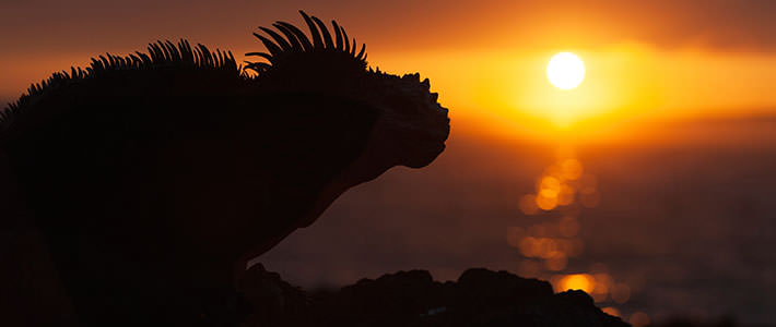 Силуэт хамелеона на фоне закатного солнца