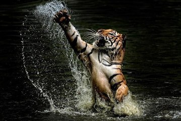 Стоящий в воде тигр высоко выбросил когтистую лапу