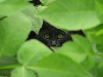 Черный кот, наблюдающий из листьев