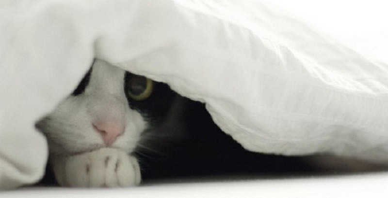 Кошка выглядывает из-под одеяла