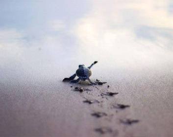 Одинокая черепашка бежит к спасительной воде
